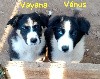  - Chiots berger australien