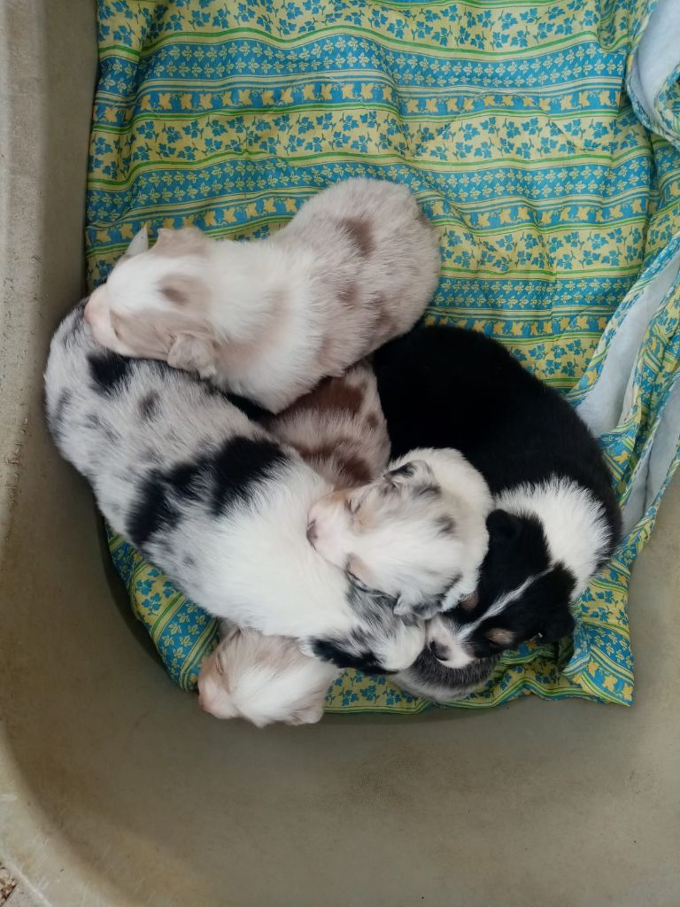 chiot Berger Australien De L'orée Du Bois Des Songes