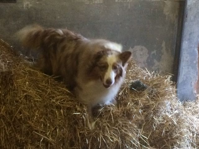 Jocker De L'orée Du Bois Des Songes