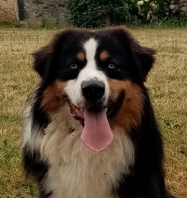 Voyou De L'orée Du Bois Des Songes