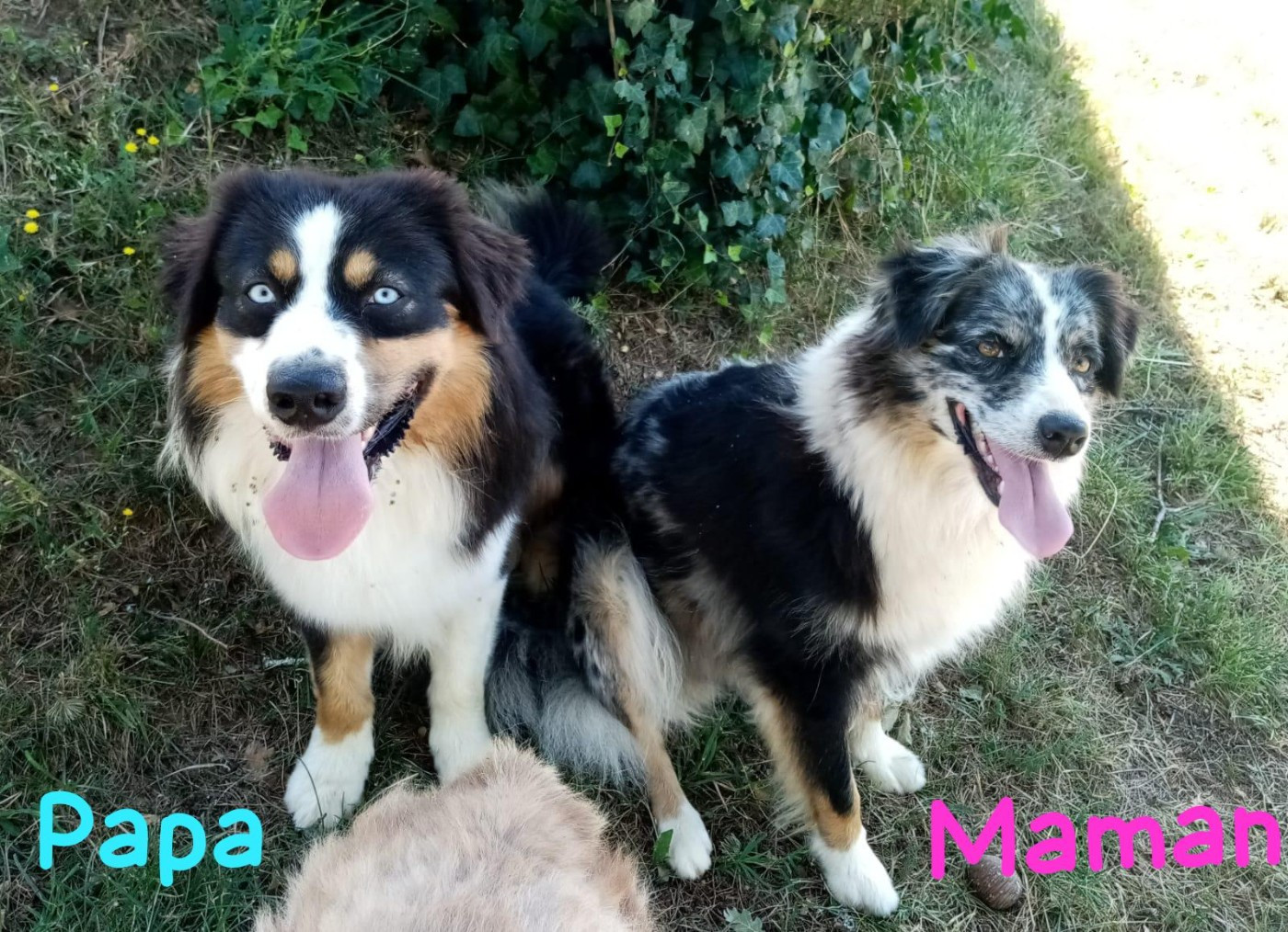 Chiots berger australien LOF