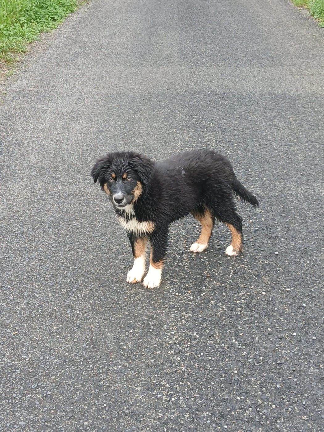 Chiot Berger australien DISPONIBLE
