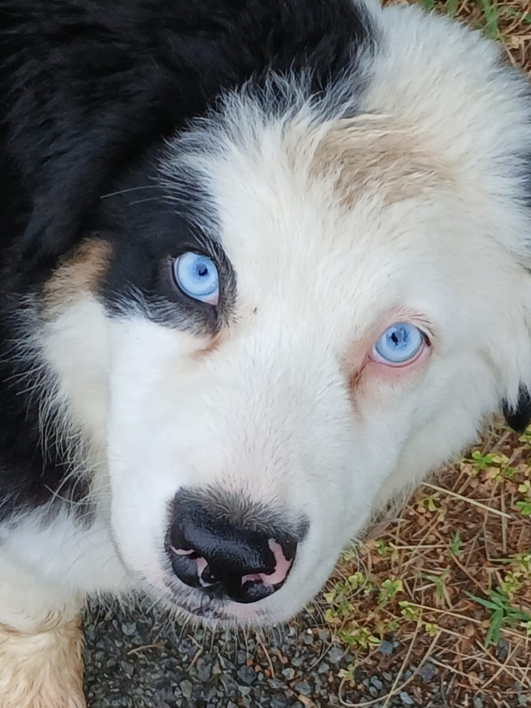 Chiot Berger australien DISPONIBLE