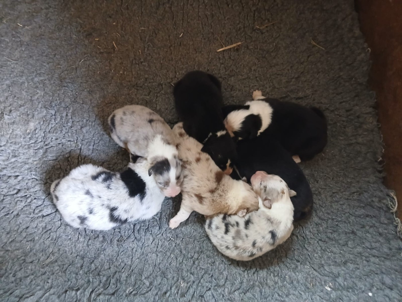 7 Chiots berger australien