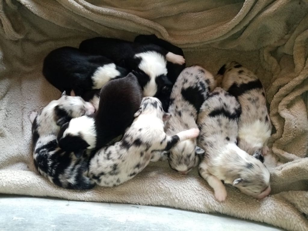 De L'orée Du Bois Des Songes - Chiots berger australien LOF