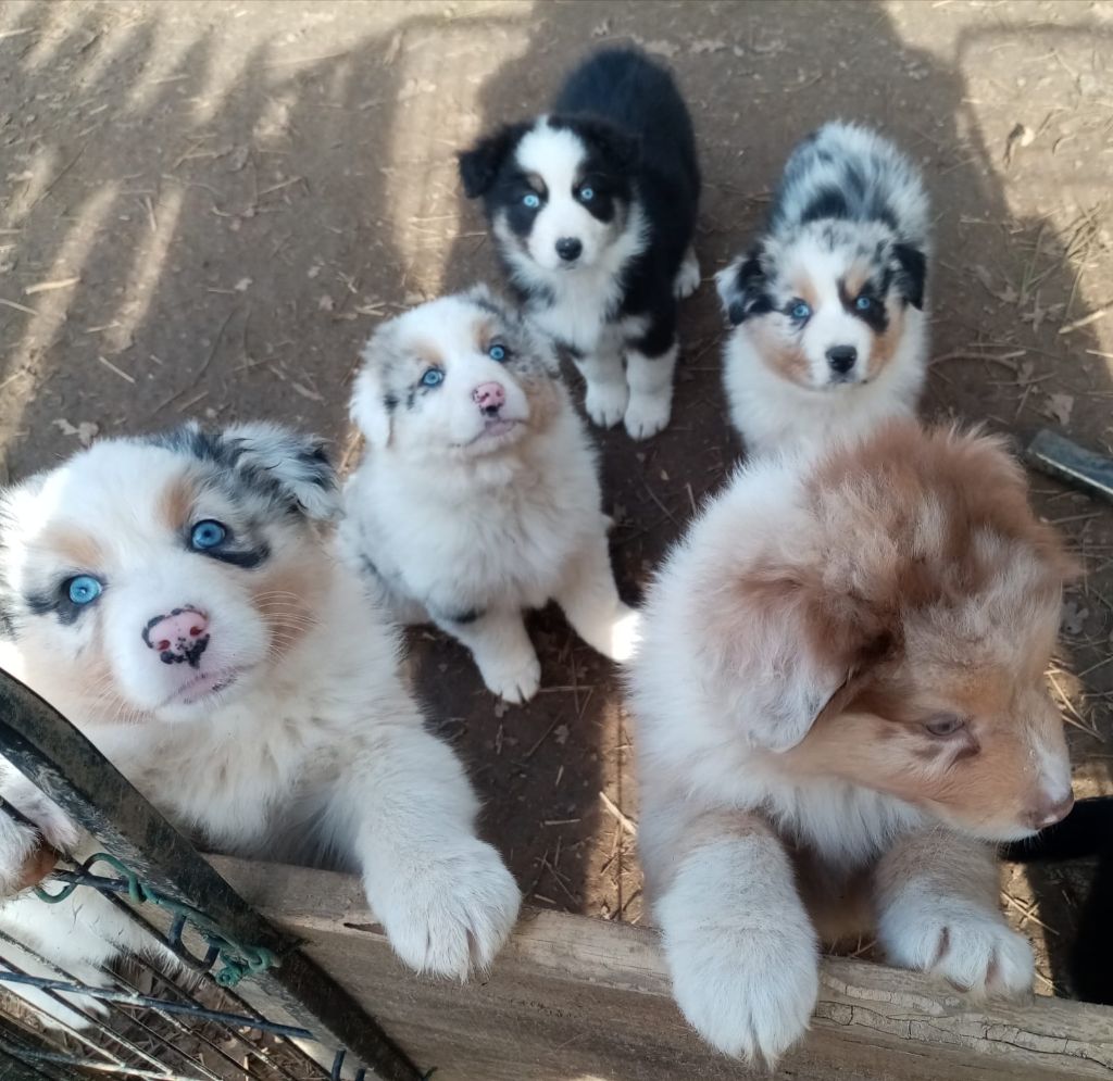 Chiots berger australien