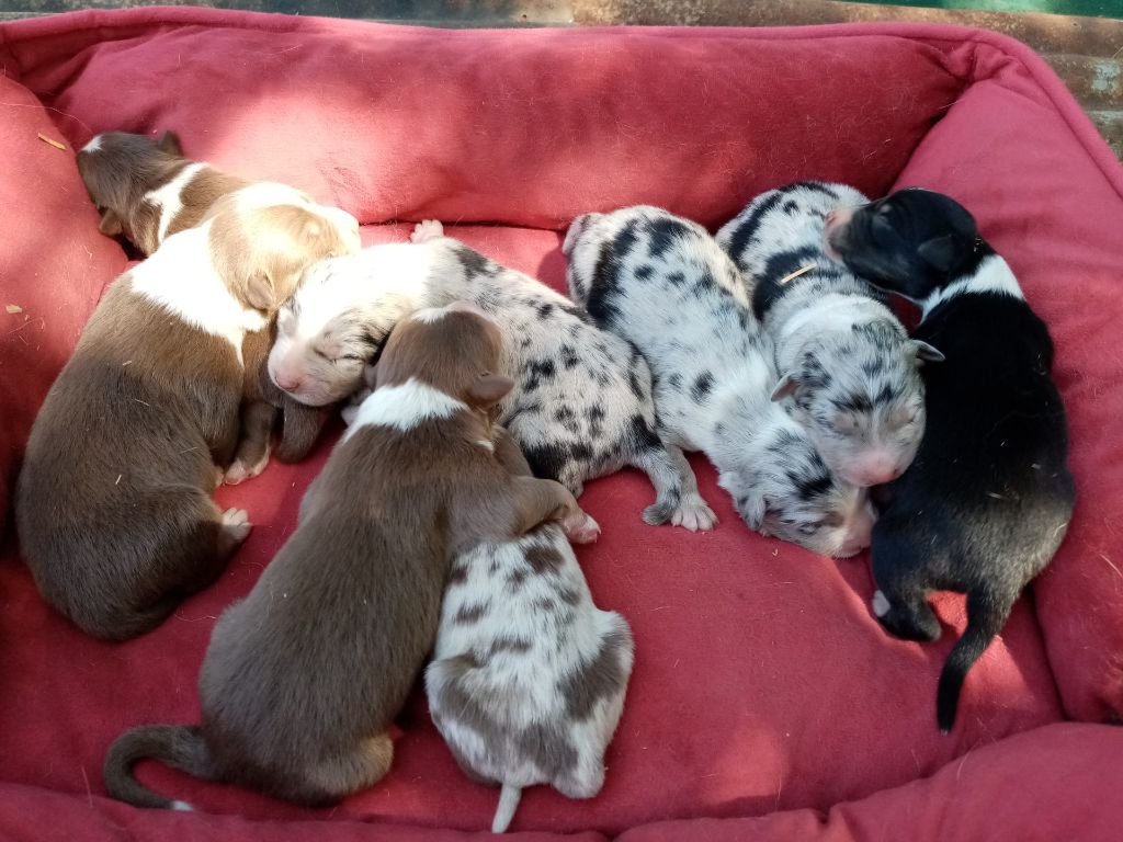 Chiots berger australien LOF