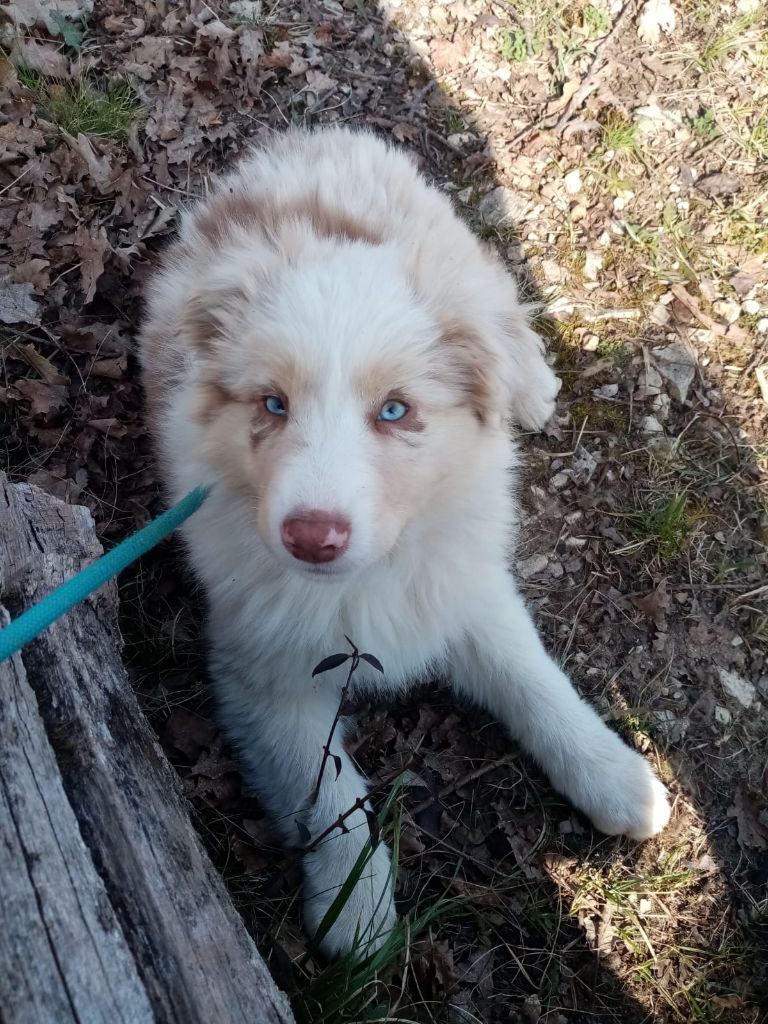 De L'orée Du Bois Des Songes - Chiots disponibles - Berger Australien