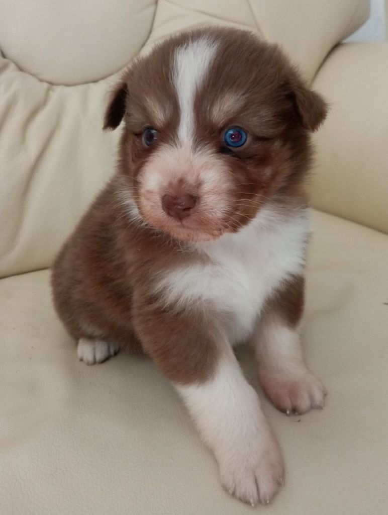 CHIOT 8