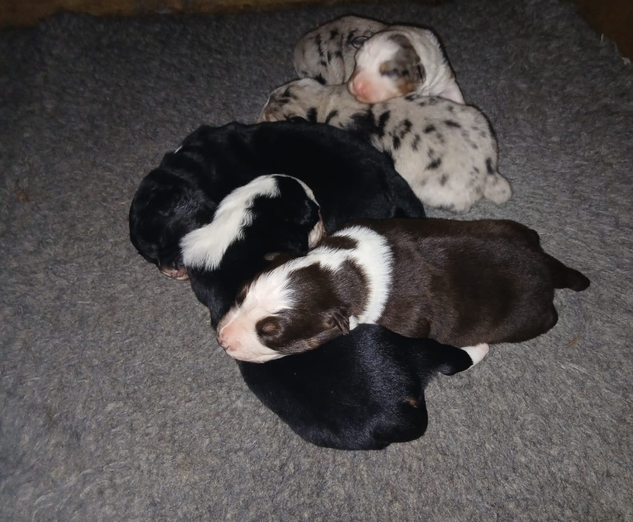 Chiot Berger Australien De L'orée Du Bois Des Songes