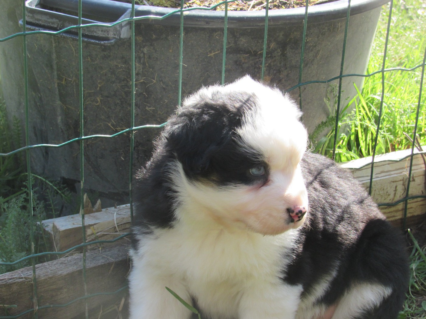 De L'orée Du Bois Des Songes - Chiots disponibles - Berger Australien