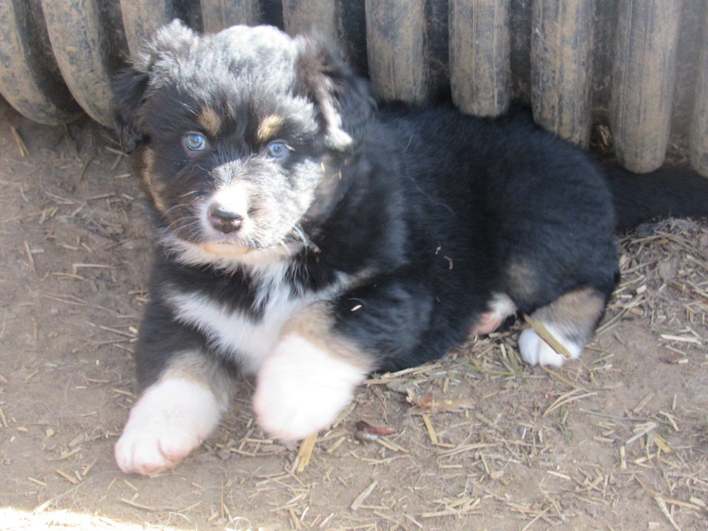 De L'orée Du Bois Des Songes - Chiots disponibles - Berger Australien