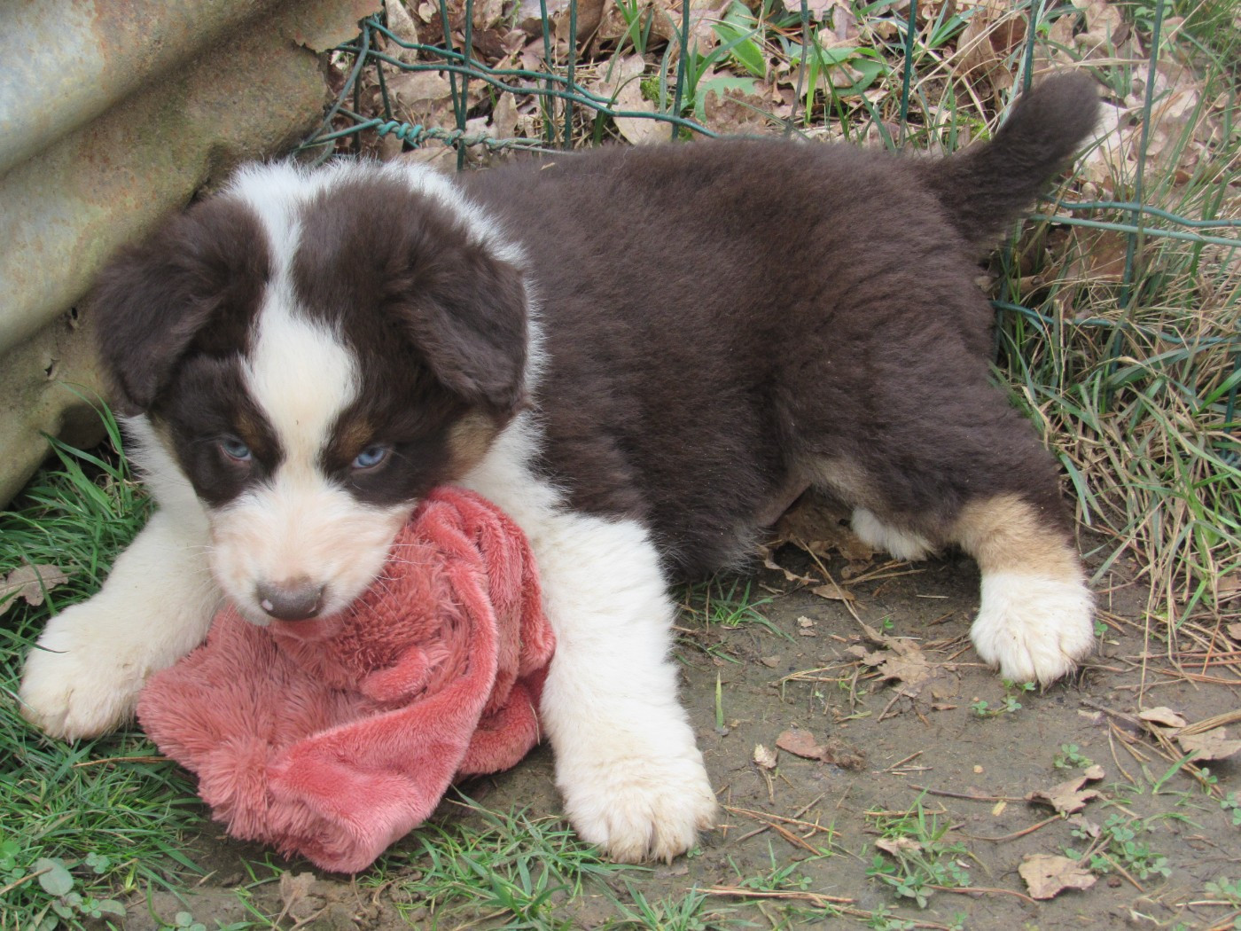 De L'orée Du Bois Des Songes - Chiots disponibles - Berger Australien