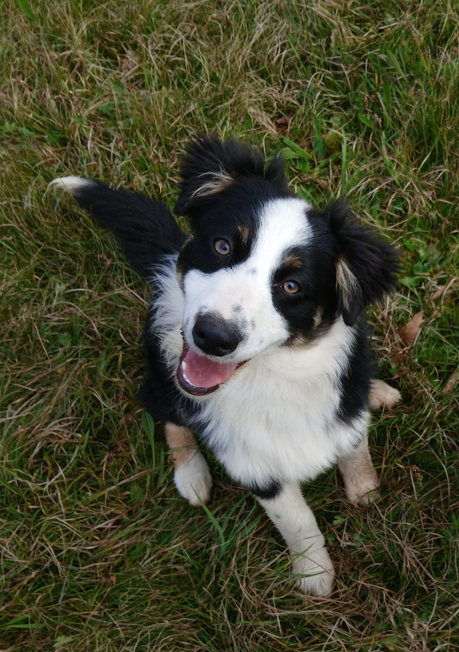 De L'orée Du Bois Des Songes - Chiots disponibles - Berger Australien