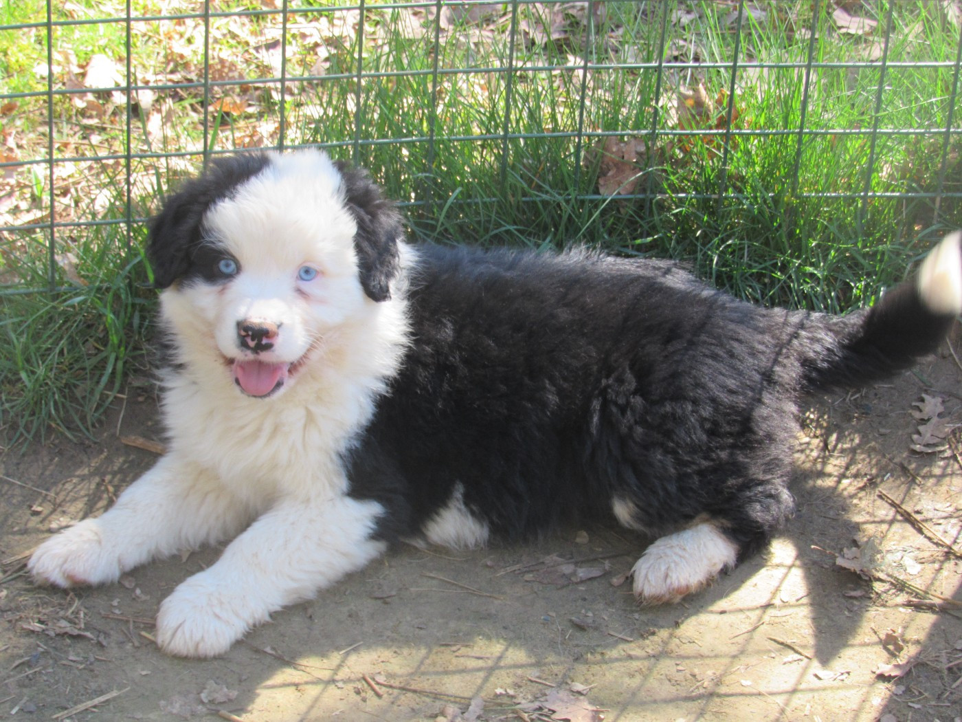 De L'orée Du Bois Des Songes - Chiots disponibles - Berger Australien