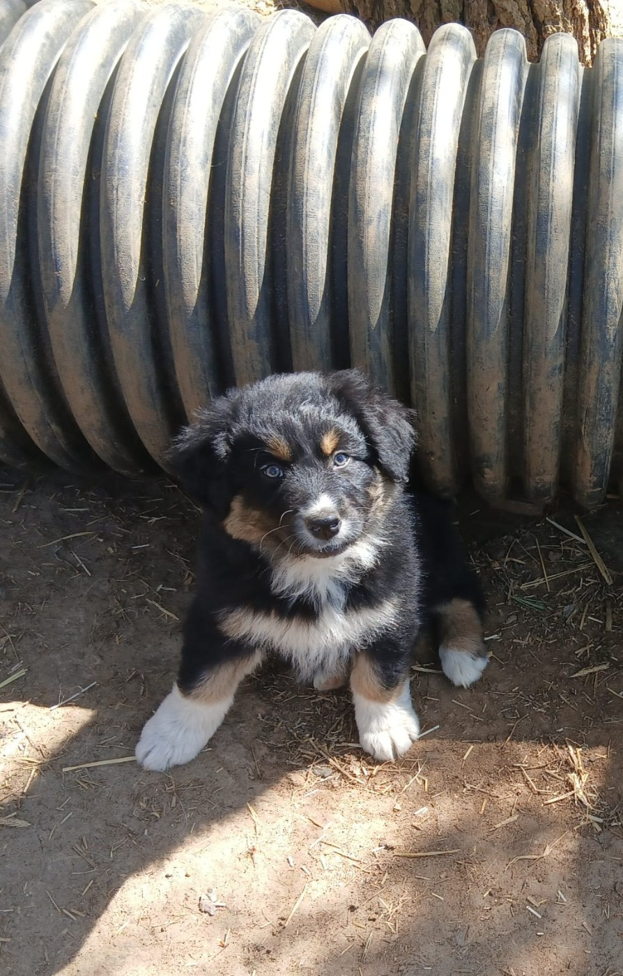 De L'orée Du Bois Des Songes - Chiots disponibles - Berger Australien