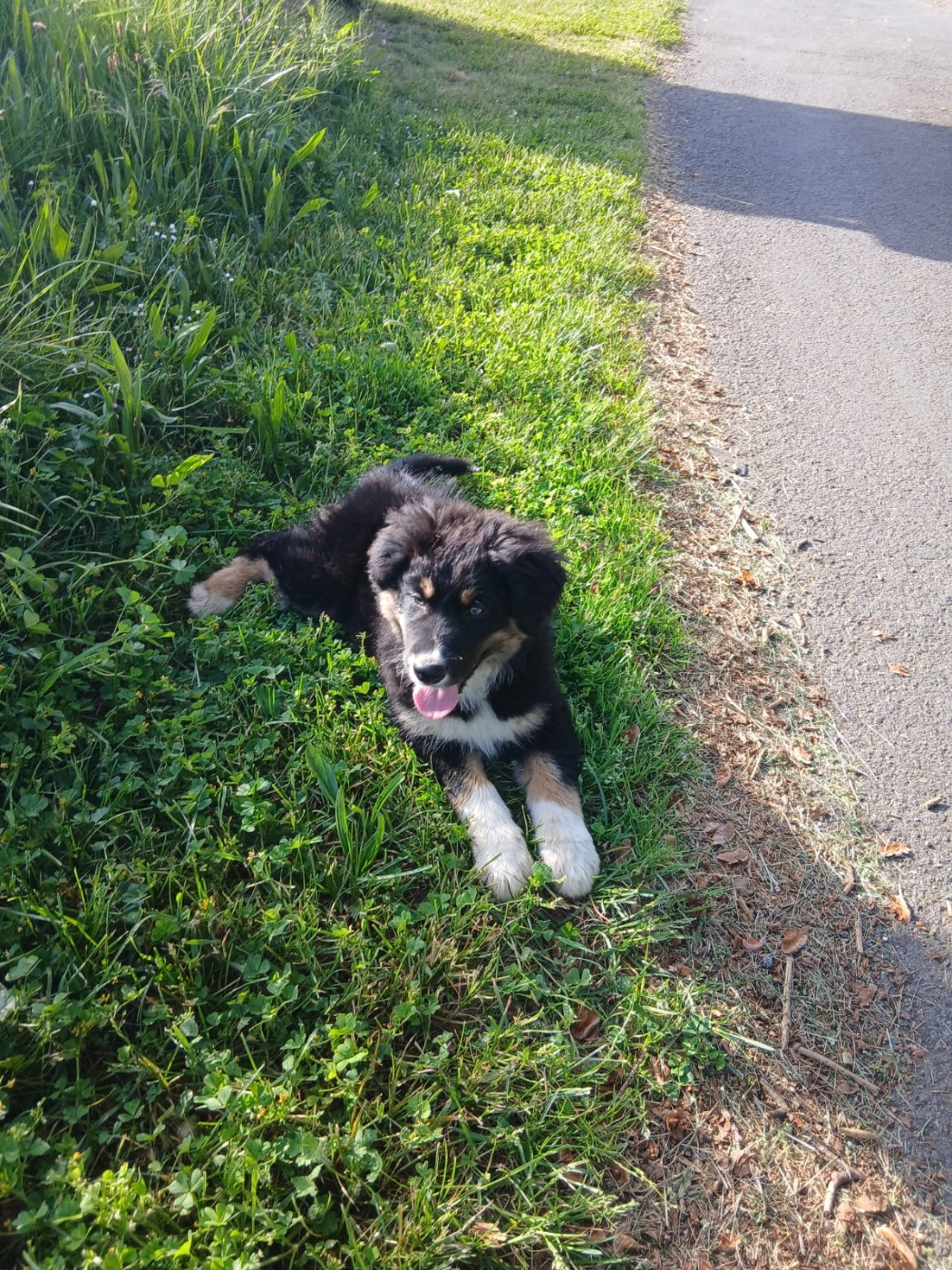 De L'orée Du Bois Des Songes - Chiots disponibles - Berger Australien