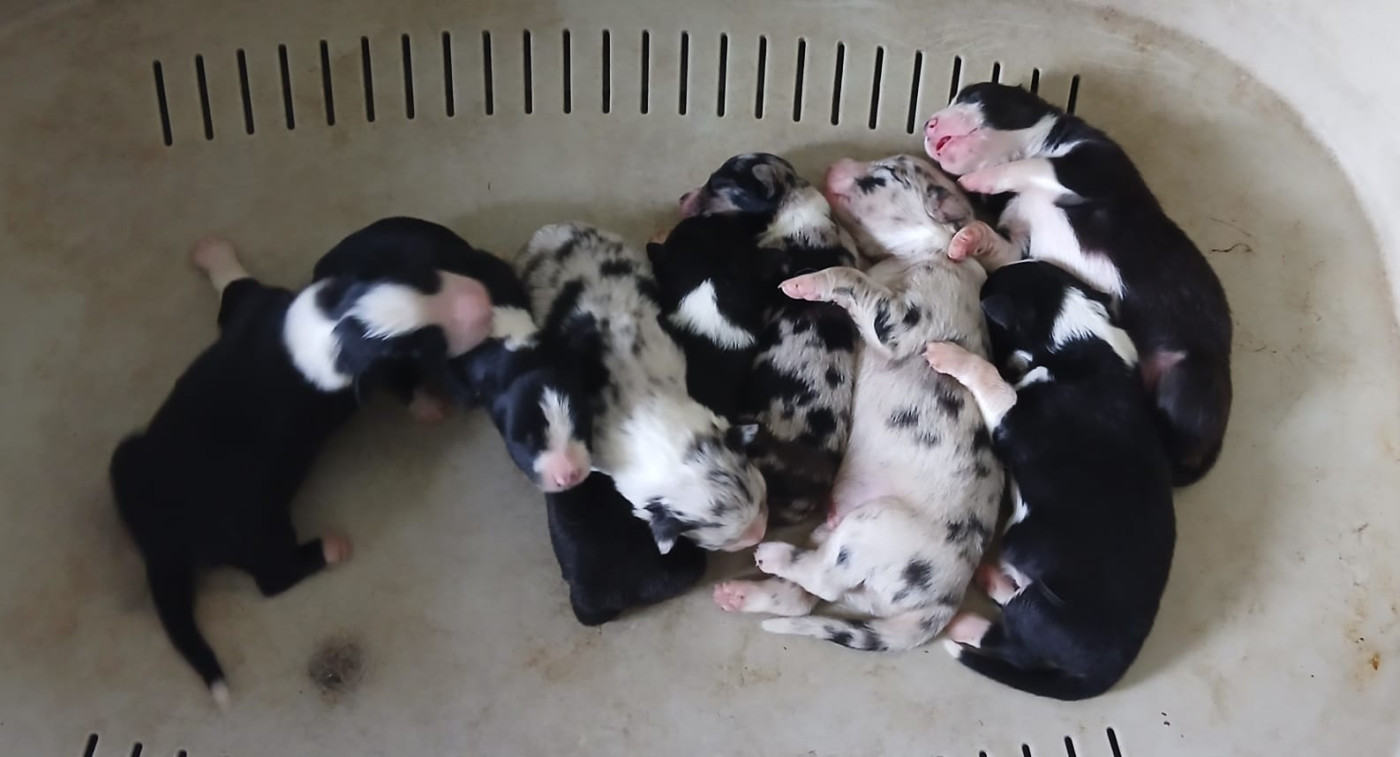Chiot Berger Australien De L'orée Du Bois Des Songes