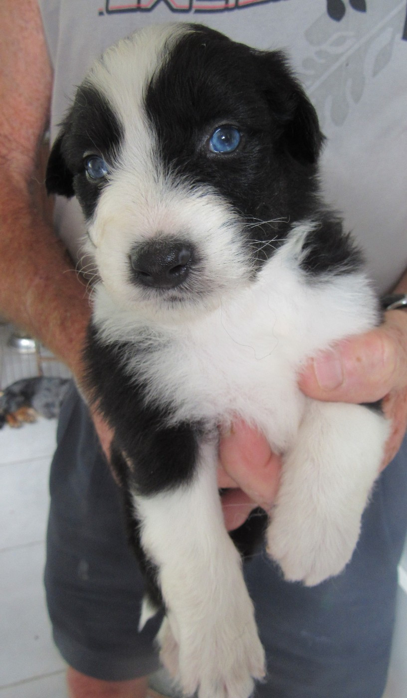 De L'orée Du Bois Des Songes - Chiots disponibles - Berger Australien