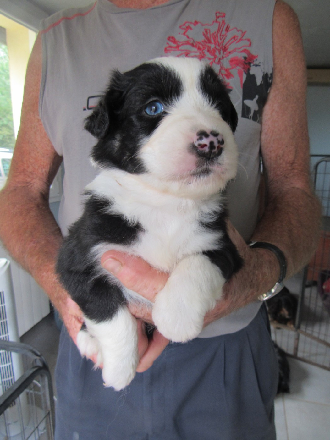 De L'orée Du Bois Des Songes - Chiots disponibles - Berger Australien