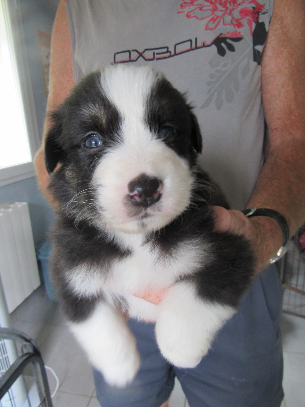 De L'orée Du Bois Des Songes - Chiots disponibles - Berger Australien