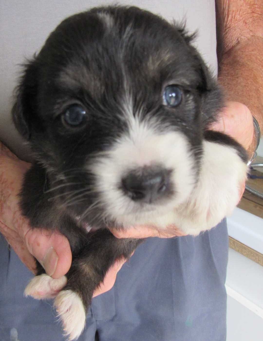 De L'orée Du Bois Des Songes - Chiots disponibles - Berger Australien