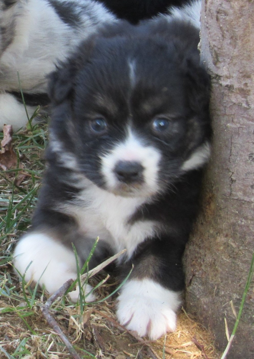 De L'orée Du Bois Des Songes - Chiots disponibles - Berger Australien
