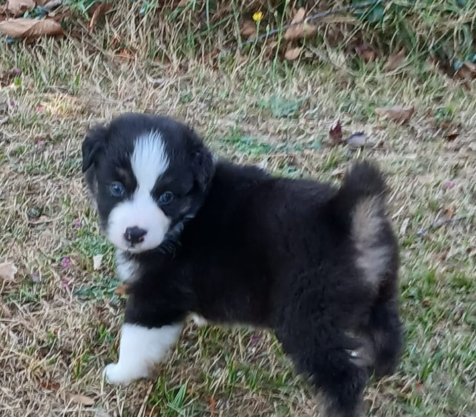 De L'orée Du Bois Des Songes - Chiots disponibles - Berger Australien