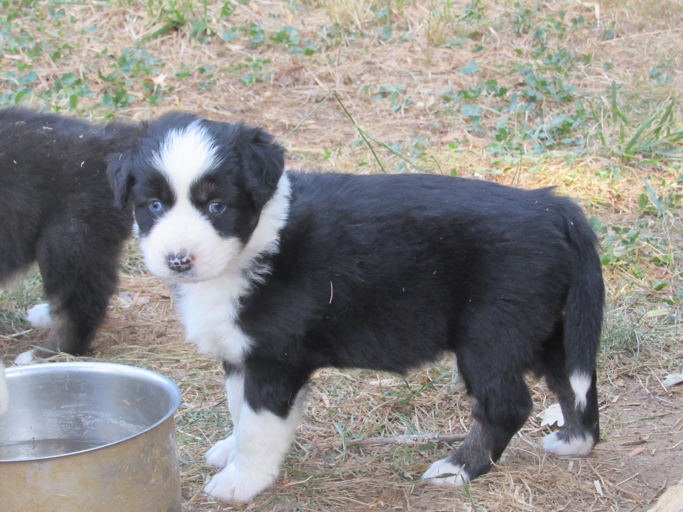 De L'orée Du Bois Des Songes - Chiots disponibles - Berger Australien