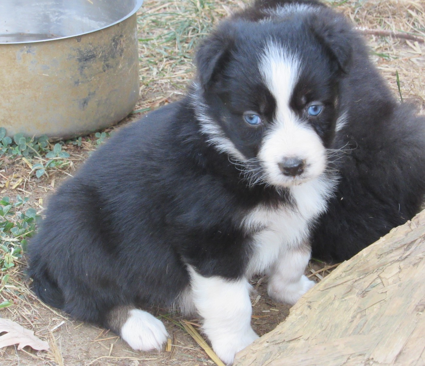 De L'orée Du Bois Des Songes - Chiots disponibles - Berger Australien
