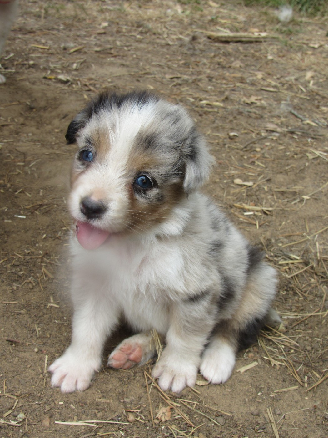 De L'orée Du Bois Des Songes - Chiots disponibles - Berger Australien