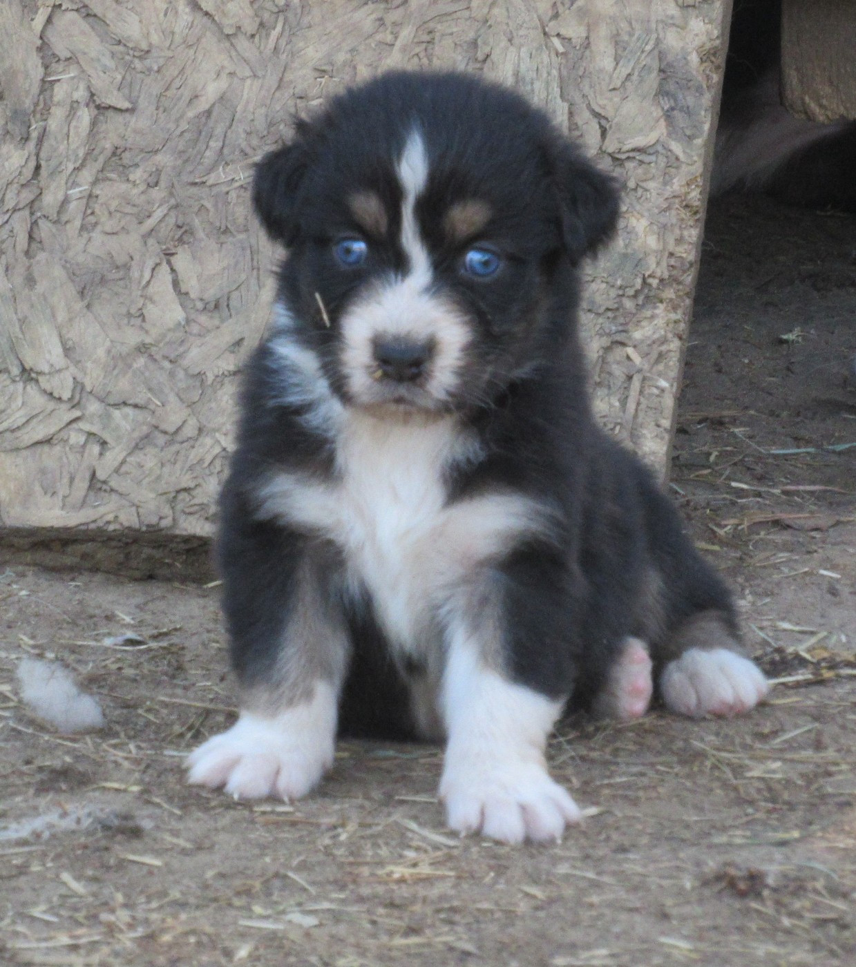 De L'orée Du Bois Des Songes - Chiots disponibles - Berger Australien