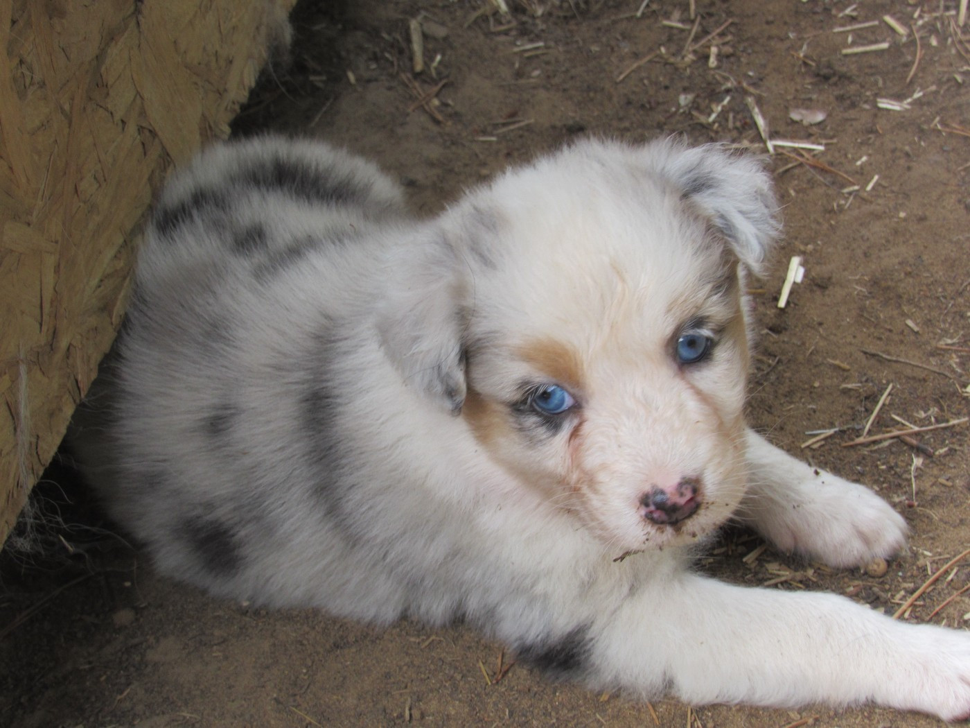 De L'orée Du Bois Des Songes - Chiots disponibles - Berger Australien
