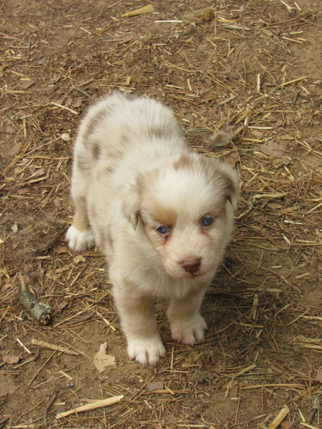De L'orée Du Bois Des Songes - Chiots disponibles - Berger Australien