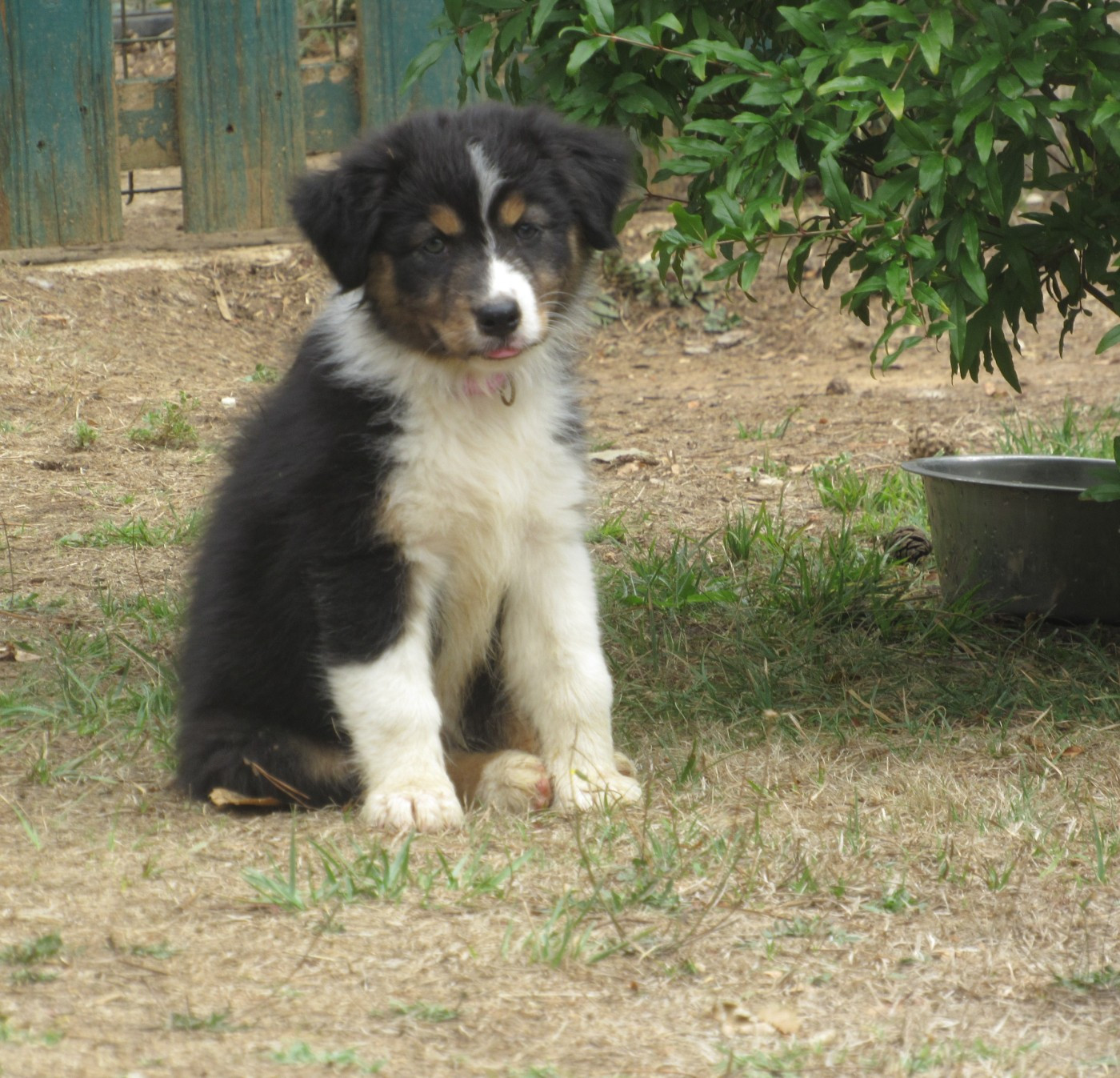 De L'orée Du Bois Des Songes - Chiots disponibles - Berger Australien
