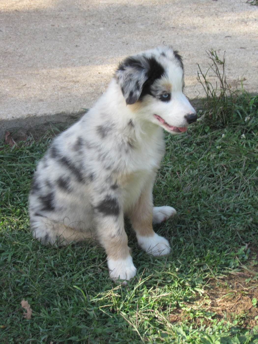 De L'orée Du Bois Des Songes - Chiots disponibles - Berger Australien
