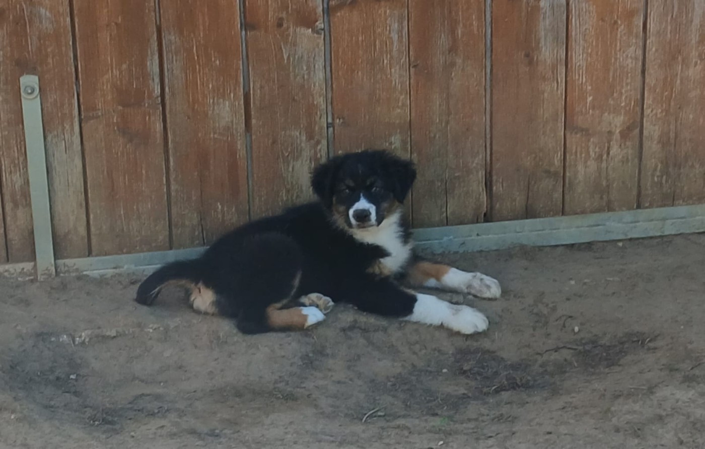De L'orée Du Bois Des Songes - Chiots disponibles - Berger Australien