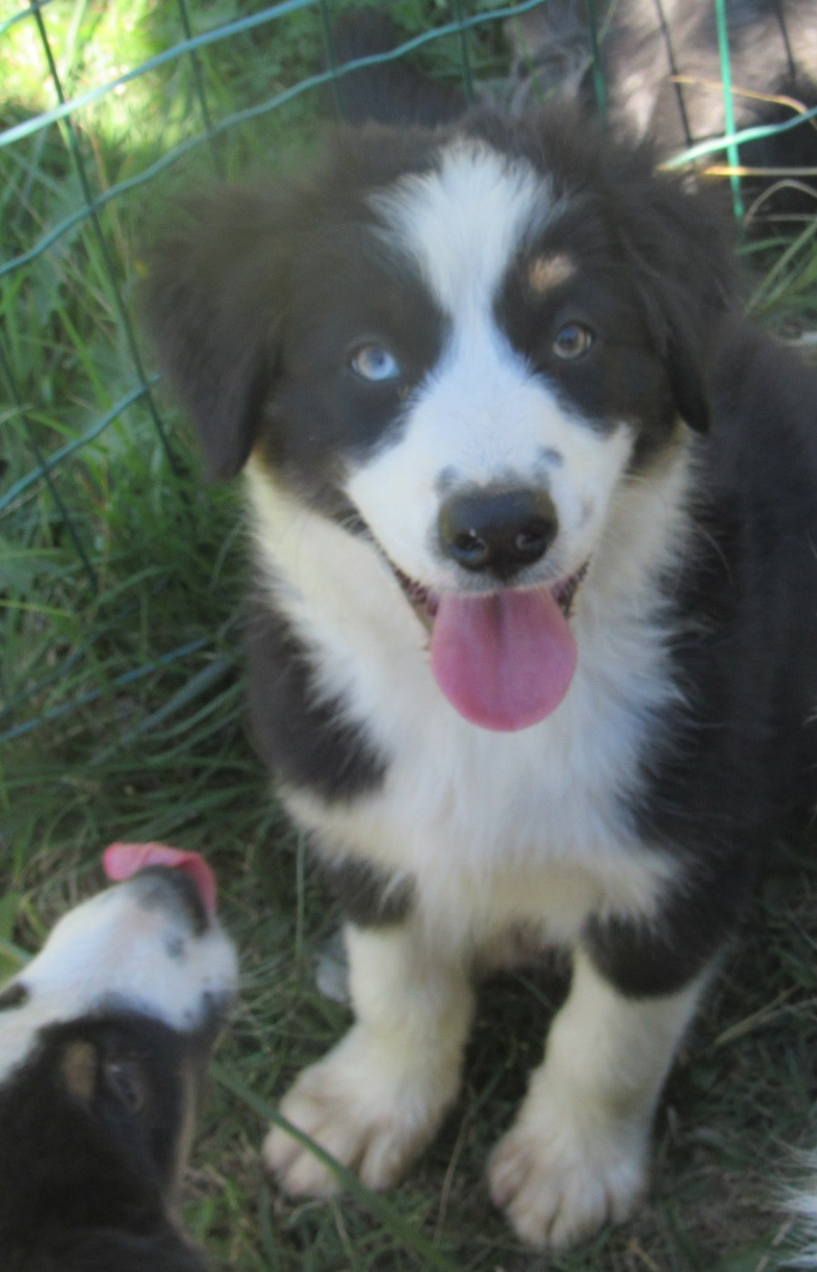 De L'orée Du Bois Des Songes - Chiots disponibles - Berger Australien