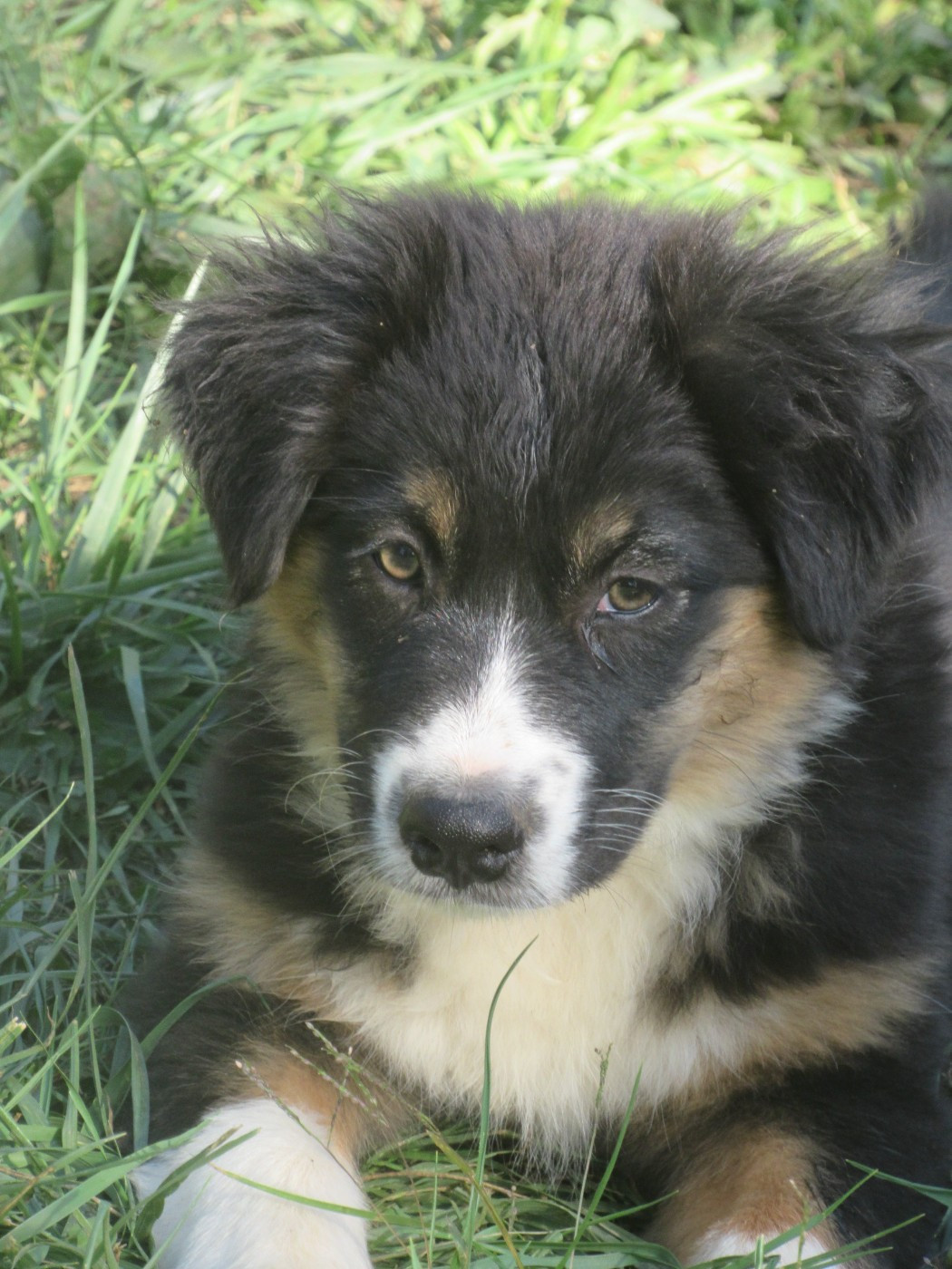 De L'orée Du Bois Des Songes - Chiots disponibles - Berger Australien