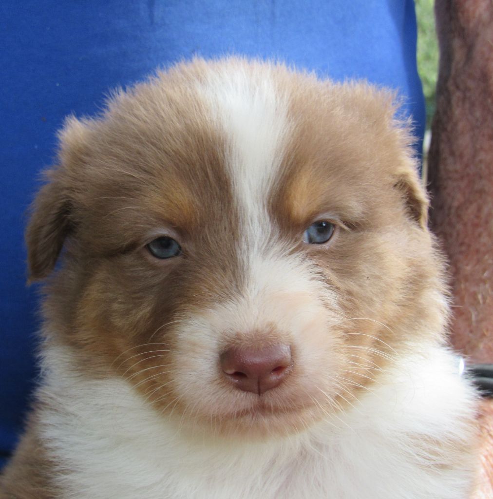 De L'orée Du Bois Des Songes - Chiots disponibles - Berger Australien