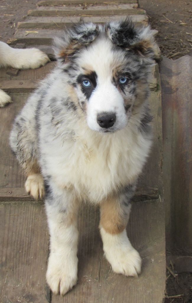 De L'orée Du Bois Des Songes - Chiots disponibles - Berger Australien