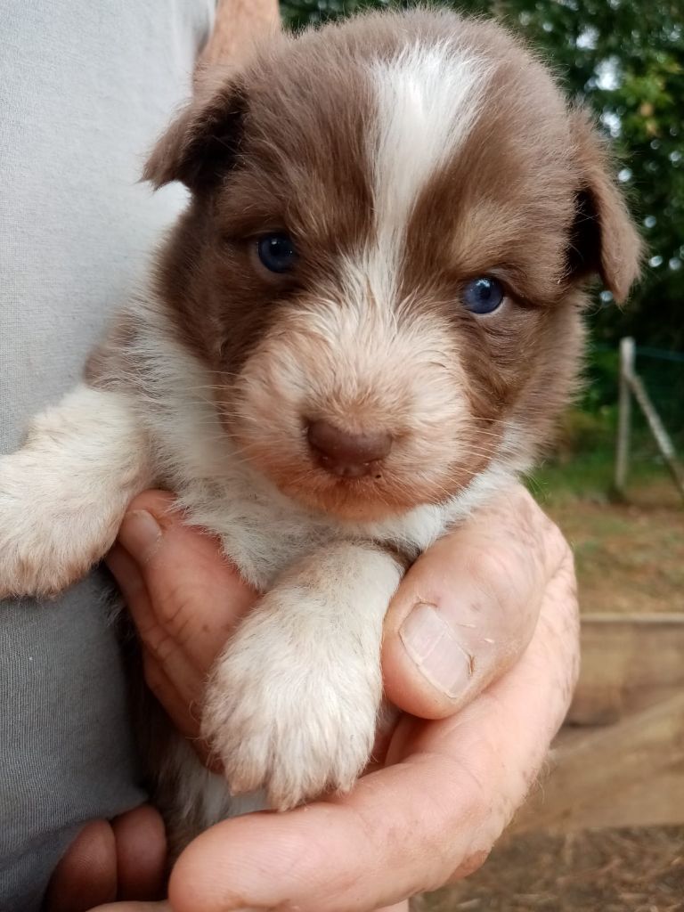 De L'orée Du Bois Des Songes - Chiots disponibles - Berger Australien