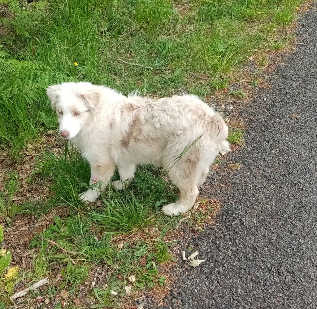 De L'orée Du Bois Des Songes - Chiots disponibles - Berger Australien