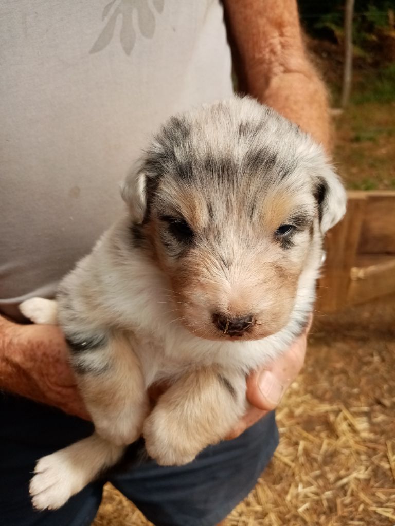 De L'orée Du Bois Des Songes - Chiots disponibles - Berger Australien
