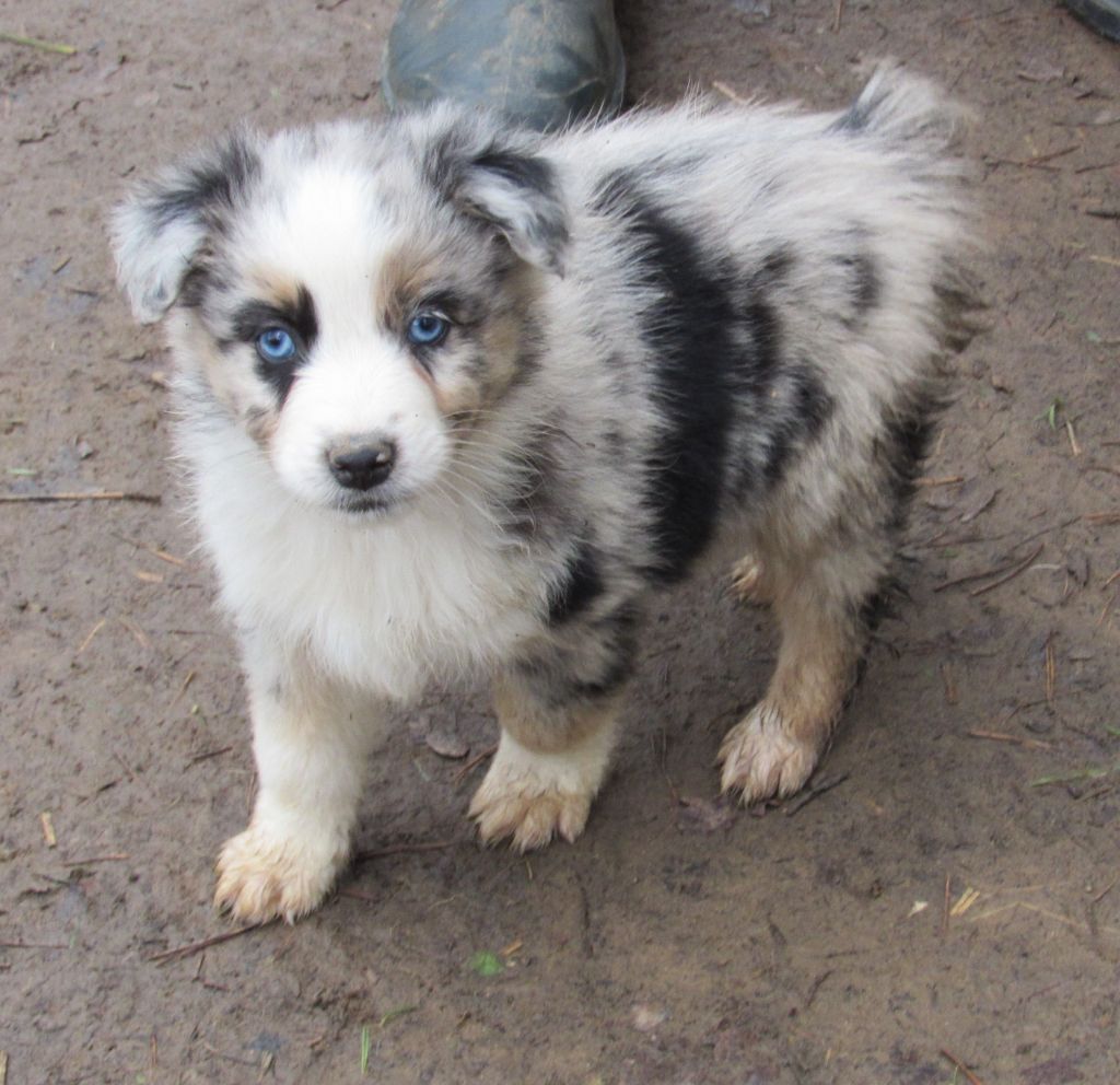 De L'orée Du Bois Des Songes - Chiots disponibles - Berger Australien
