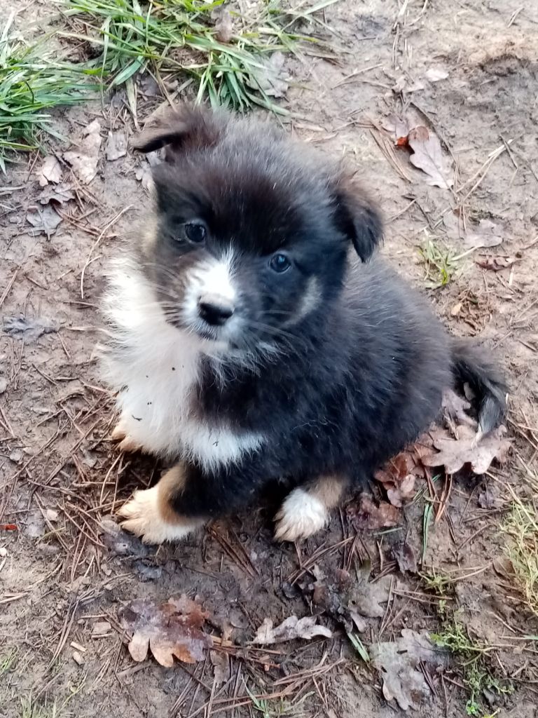 De L'orée Du Bois Des Songes - Chiots disponibles - Berger Australien