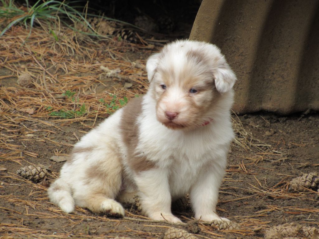 CHIOT 6