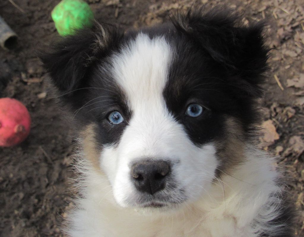 De L'orée Du Bois Des Songes - Chiots disponibles - Berger Australien