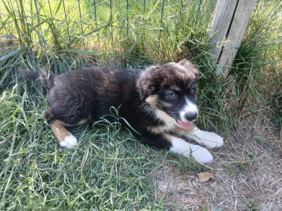 Chiot N°8