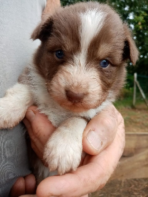 CHIOT 8
